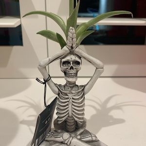 Trader Joe’s Skelton air plant